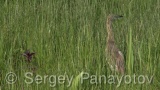 Video of Squacco Heron - Squacco Heron hunting fish near to the Shabla lake